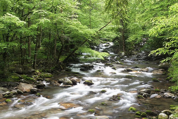 USA, Tennessee, Great Smoky Mountains National Park. Cascading stream landscape. Credit as