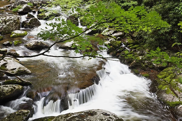 USA, Tennessee, Great Smoky Mountains National Park. Creek cascade scenic. Credit as