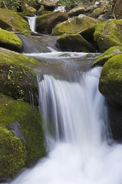 USA, Tennessee, Great Smoky Mountains National Park. Spring melt rushes through Roaring Fork Creek