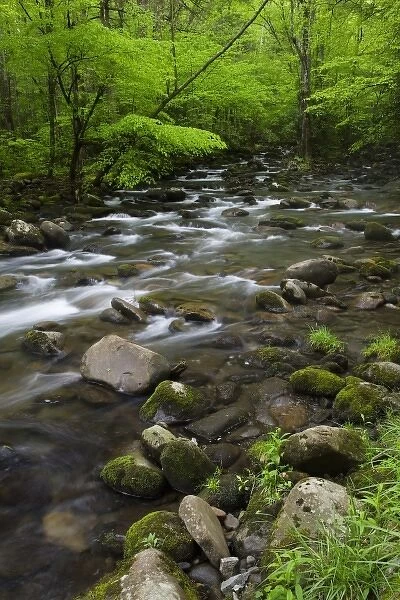 USA, Tennessee, Great Smoky Mountains National Park. Mountain stream and lush trees