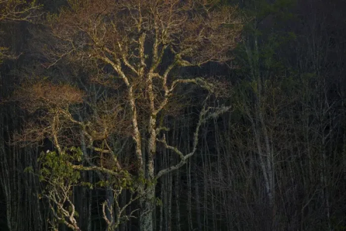 Framed Print : USA, Tennessee, Great Smoky Mountains National Park. Sunset on forest. Credit as