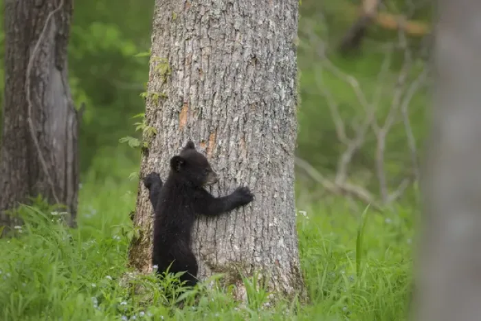 Framed Print : USA, Tennessee, Great Smoky Mountains National Park. Black bear cub prepares to climb tree