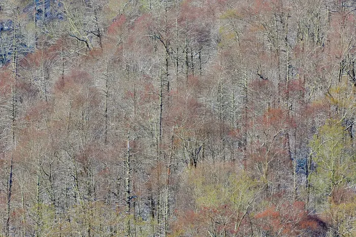 Framed Print : USA, Tennessee. Great Smoky Mountains National Park with late springtime snow