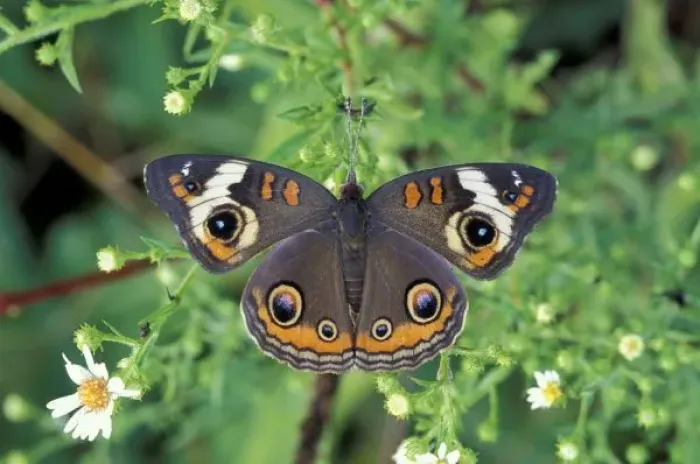 Framed Print : USA, Tennessee, Great Smoky Mountains NP. Buckeye butterfly (Junonia coenia) Framed Print : USA, Tennessee, Great Smoky Mountains NP. Buckeye butterfly (Junonia coenia)