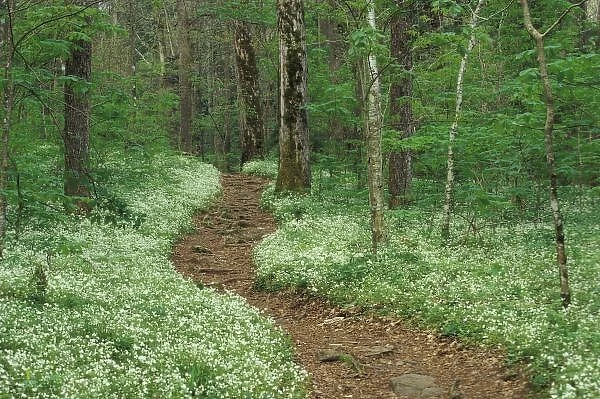 USA, Tennessee, Great Smoky Mountains NP, Footpath through Fringed Phacelia flowers