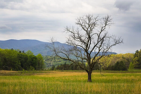 USA, Tennessee. Lone tree in field at Cades Cove