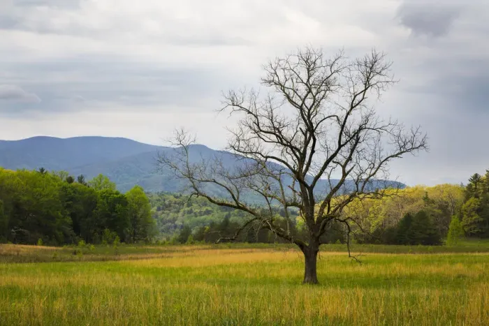 Framed Print : USA, Tennessee. Lone tree in field at Cades Cove Framed Print : USA, Tennessee. Lone tree in field at Cades Cove