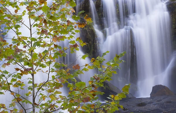 USA, Tennessee. Maple tree and Bald Creek Falls