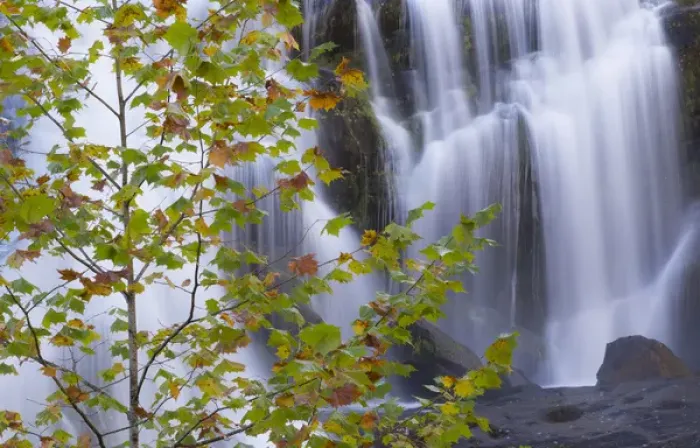 Framed Print : USA, Tennessee. Maple tree and Bald Creek Falls Framed Print : USA, Tennessee. Maple tree and Bald Creek Falls