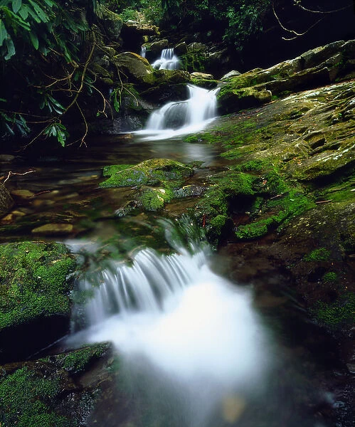 USA; Tennessee; A moss covered stream in The Great Smoky Mountains