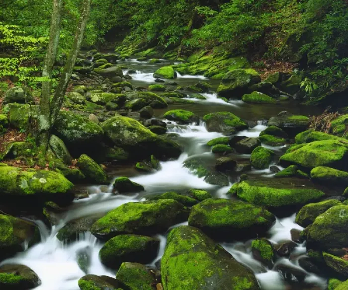 Framed Print : USA, Tennessee, A moss covered stream in The Great Smoky Mountains Framed Print : USA, Tennessee, A moss covered stream in The Great Smoky Mountains