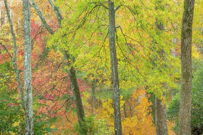 Framed Print : USA, Tennessee, Natchez Trace State Park. Forest and lake in autumn. ©Don Paulson  /  Jaynes Gallery  /  DanitaDelimont.com