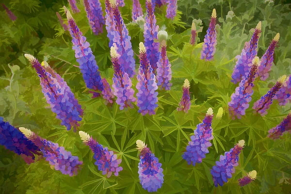 USA, Tennessee. Painterly effect on lupine flowers