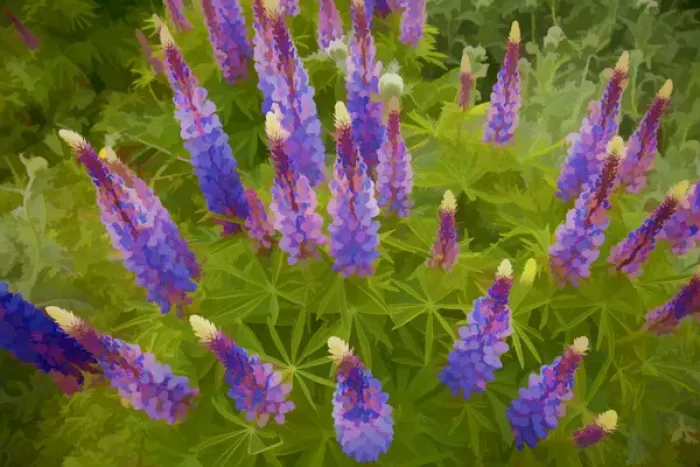 Framed Print : USA, Tennessee. Painterly effect on lupine flowers Framed Print : USA, Tennessee. Painterly effect on lupine flowers
