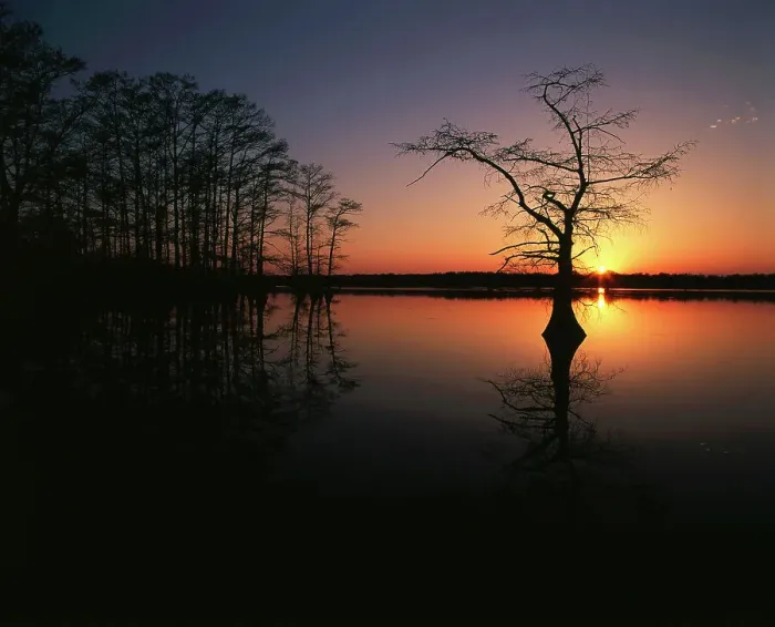 Framed Print : USA, Tennessee, Reelfoot National Wildlife Refuge, Silhouetted Bald Cypress trees Framed Print : USA, Tennessee, Reelfoot National Wildlife Refuge, Silhouetted Bald Cypress trees