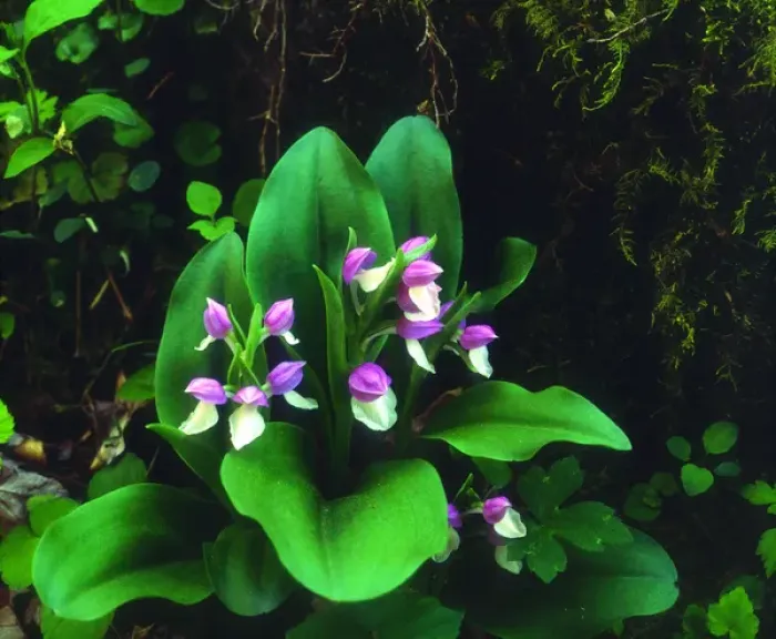 Framed Print : USA; Tennessee; Showy Orchis Wildflowers in Great Smoky Mountain National Park Framed Print : USA; Tennessee; Showy Orchis Wildflowers in Great Smoky Mountain National Park