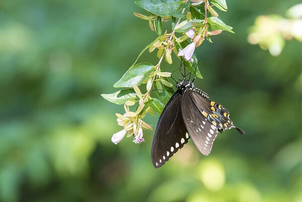USA, Tennessee. Spicebush Swallowtail (Papilio troilus) on glossy abelia