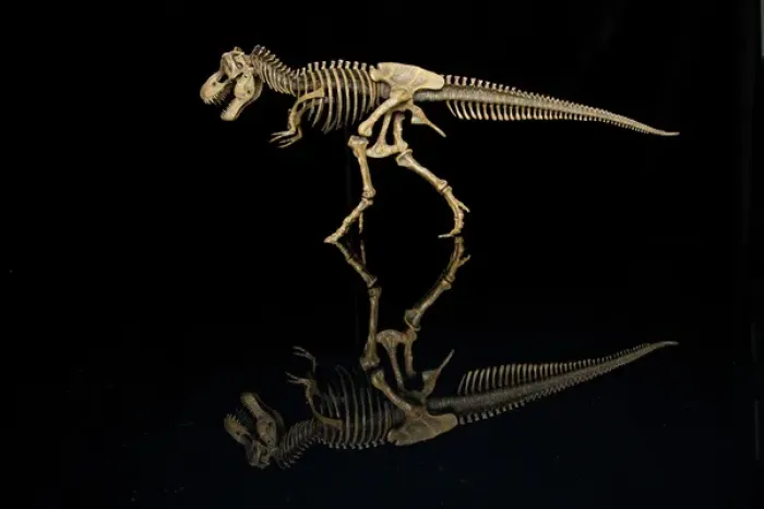 Framed Print : USA, Tennessee. T-rex skeleton replica reflection Framed Print : USA, Tennessee. T-rex skeleton replica reflection