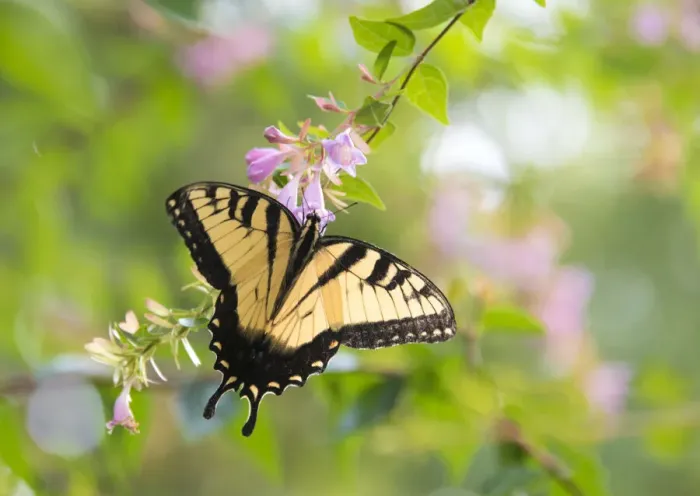Framed Print : USA, Tennessee. Tiger Swallowtail gets nectar from glossy abelia flowers Framed Print : USA, Tennessee. Tiger Swallowtail gets nectar from glossy abelia flowers