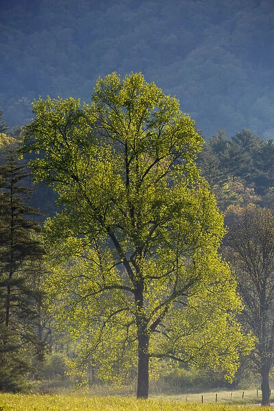 USA, Tennessee. Tree in morning light in field at Cades Cove
