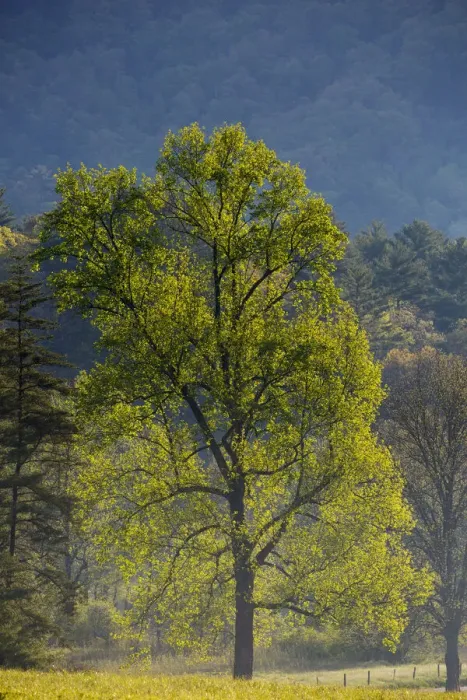 Framed Print : USA, Tennessee. Tree in morning light in field at Cades Cove Framed Print : USA, Tennessee. Tree in morning light in field at Cades Cove
