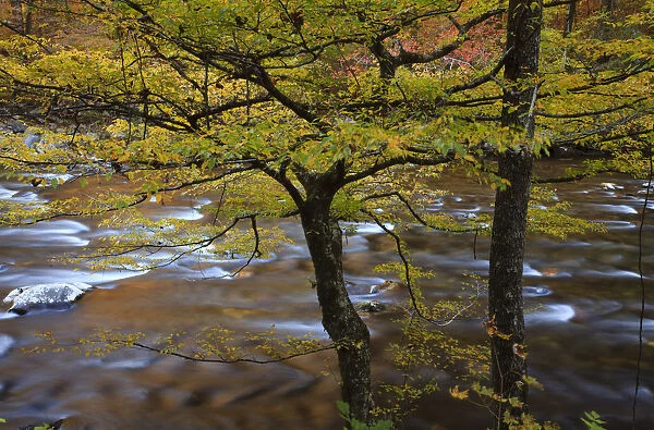 USA, Tennessee. Trees along the Little River in the Smoky Mountains