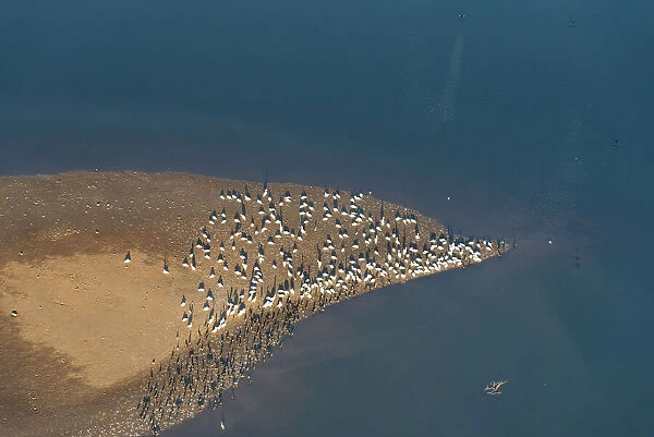 USA, Tennessee. White pelicans and cormorants creating patterns