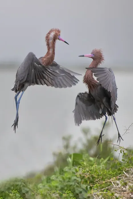 Framed Print : USA, Texas, Aransas County. Aransas Bay, reddish egret in nest territory dispute Framed Print : USA, Texas, Aransas County. Aransas Bay, reddish egret in nest territory dispute