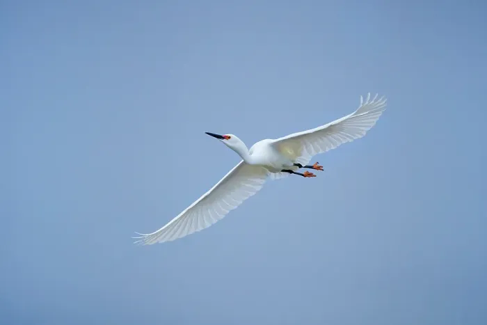 Framed Print : USA, Texas, Aransas County. Aransas Bay, snowy egret in flight