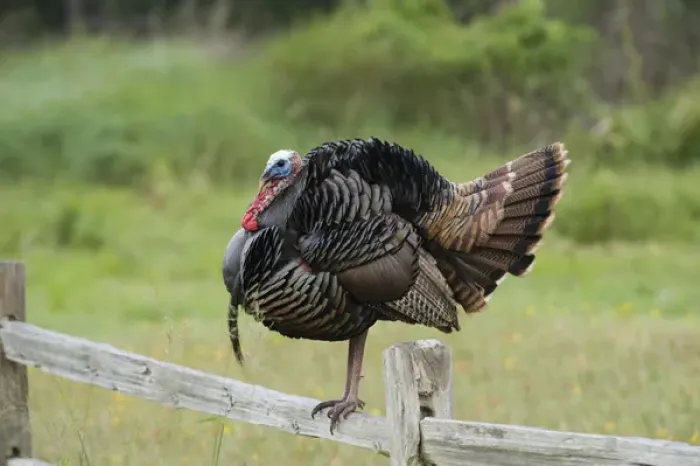 Framed Print : USA, Texas, Aransas National Wildlife Refuge, Wild Turkey (Meleagris gallopavo)