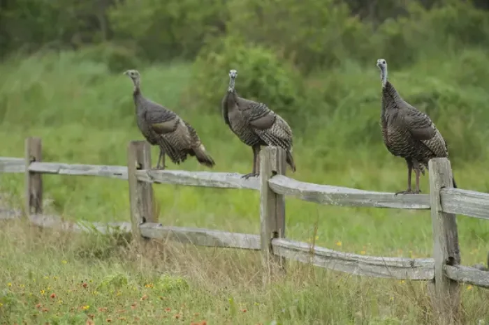 Framed Print : USA, Texas, Aransas National Wildlife Refuge, Wild Turkey (Meleagris gallopavo)