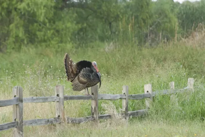 Framed Print : USA, Texas, Aransas National Wildlife Refuge, Wild Turkey (Meleagris gallopavo) Framed Print : USA, Texas, Aransas National Wildlife Refuge, Wild Turkey (Meleagris gallopavo)