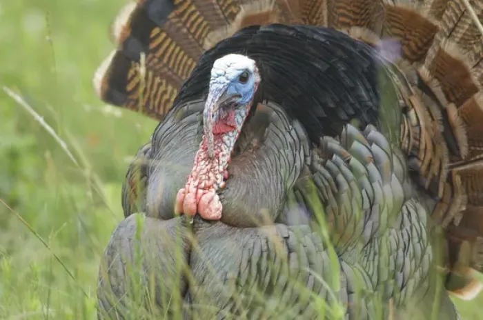 Framed Print : USA, Texas, Aransas National Wildlife Refuge, Wild Turkey (Meleagris gallopavo)