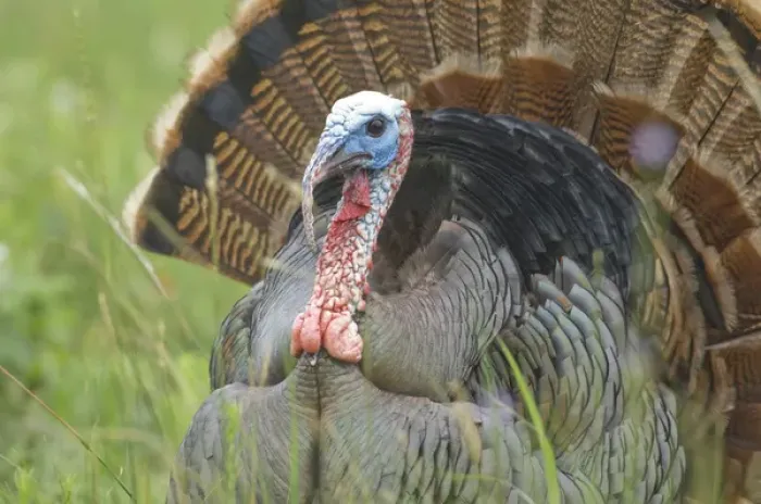 Framed Print : USA, Texas, Aransas National Wildlife Refuge, Wild Turkey (Meleagris gallopavo) Framed Print : USA, Texas, Aransas National Wildlife Refuge, Wild Turkey (Meleagris gallopavo)