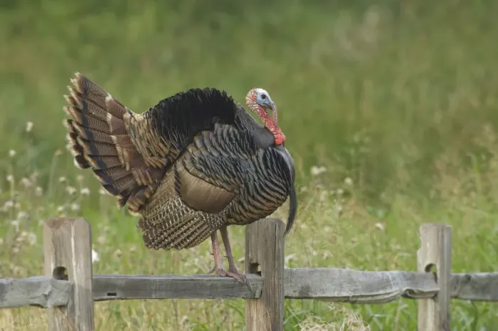 Framed Print : USA, Texas, Aransas National Wildlife Refuge, Wild Turkey (Meleagris gallopavo)