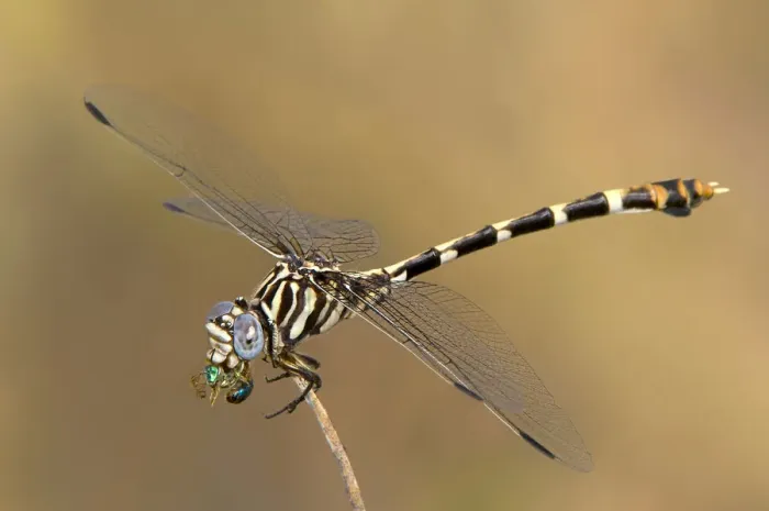 Framed Print : USA, Texas, Austin. Female five-striped leaftail dragonfly eating a beetle Framed Print : USA, Texas, Austin. Female five-striped leaftail dragonfly eating a beetle