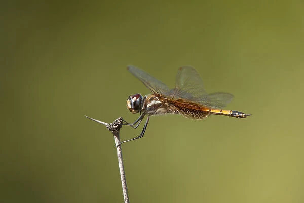 USA, Texas, Austin. Female striped saddlebags dragonfly perches on a dead flower stem