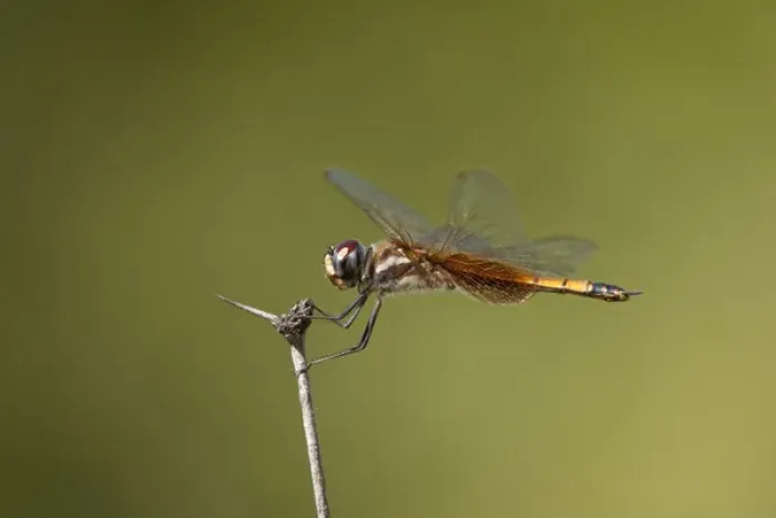 Framed Print : USA, Texas, Austin. Female striped saddlebags dragonfly perches on a dead flower stem Framed Print : USA, Texas, Austin. Female striped saddlebags dragonfly perches on a dead flower stem