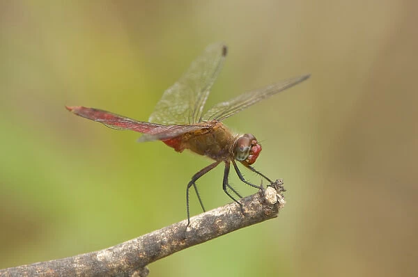 USA, Texas, Bentsen Rio Grande Valley State Park. Male red-tailed pennant dragonfly on limb