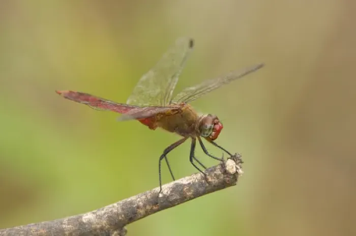 Framed Print : USA, Texas, Bentsen Rio Grande Valley State Park. Male red-tailed pennant dragonfly on limb