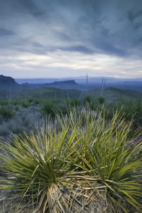 Framed Print : USA, TEXAS, Big Bend Area, Big Bend National Park: Park Dusk & Sotol Plants at Sotol Framed Print : USA, TEXAS, Big Bend Area, Big Bend National Park: Park Dusk & Sotol Plants at Sotol