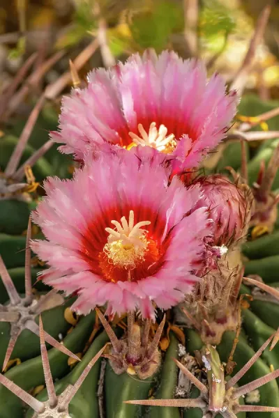 Big Bend National Park, Texas - Blooming Horse Crippler Cactus Print. 14 Inch Framed Print from Danita Delimont Prints