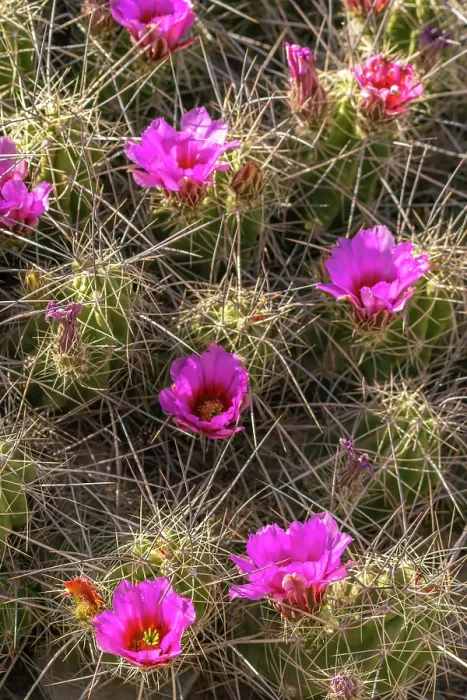 Framed Print : USA, Texas, Big Bend National Park. Blooming pitaya cactus