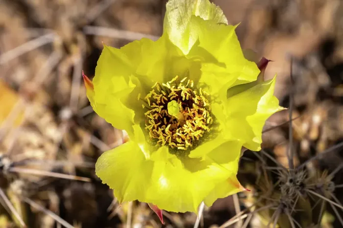 Framed Print : USA, Texas, Big Bend National Park. Club cholla cactus flower Framed Print : USA, Texas, Big Bend National Park. Club cholla cactus flower