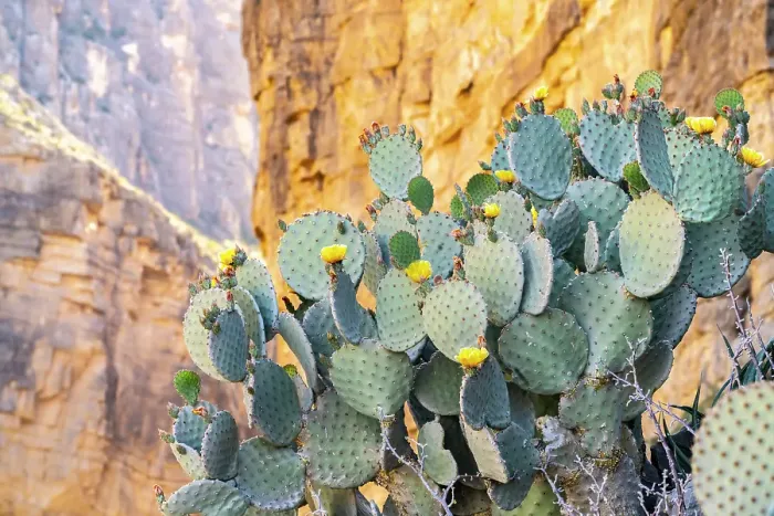Framed Print : USA, Texas, Big Bend National Park. Santa Elena Canyon and blooming prickly pear cactus Framed Print : USA, Texas, Big Bend National Park. Santa Elena Canyon and blooming prickly pear cactus