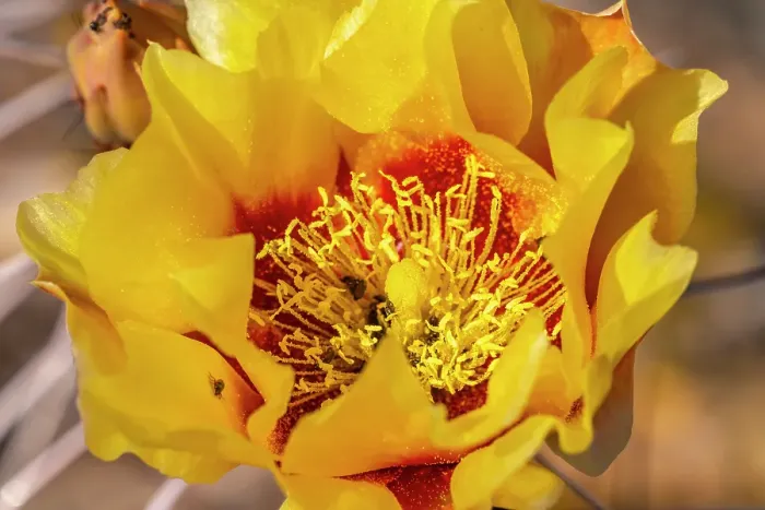 Framed Print : USA, Texas, Big Bend National Park. Prickly pear cactus blossom close-up