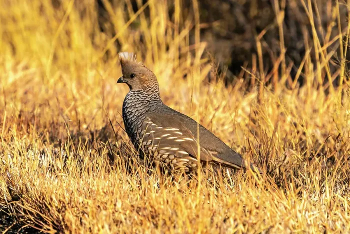 Framed Print : USA, Texas, Big Bend National Park. Scaled quail close-up Framed Print : USA, Texas, Big Bend National Park. Scaled quail close-up