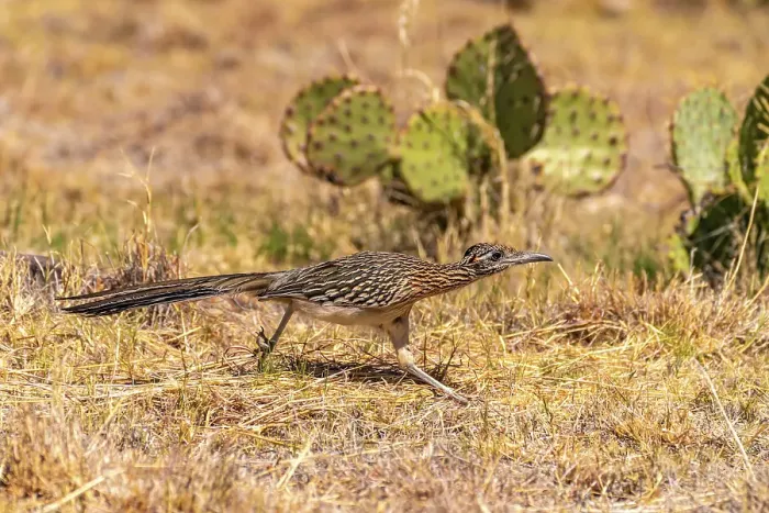 Framed Print : USA, Texas, Big Bend National Park. Greater roadrunner hunting for prey Framed Print : USA, Texas, Big Bend National Park. Greater roadrunner hunting for prey