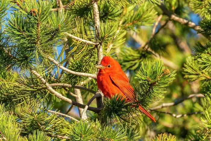 Framed Print : USA, Texas, Big Bend National Park. Summer tanager in tree Framed Print : USA, Texas, Big Bend National Park. Summer tanager in tree
