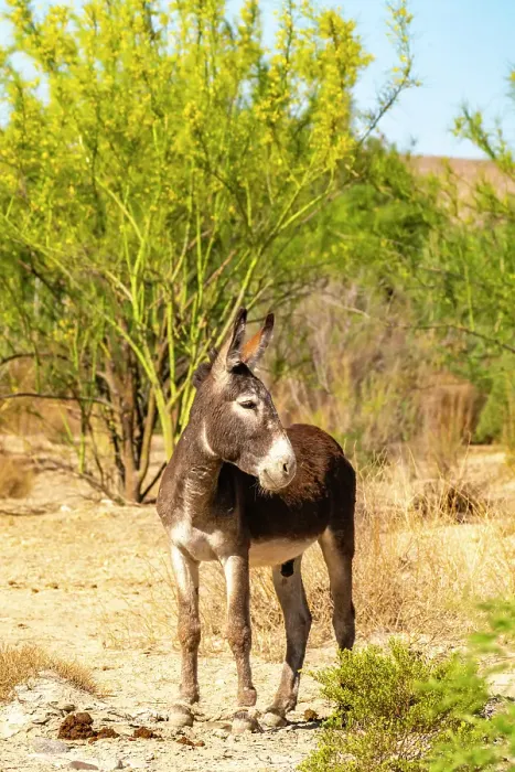 Framed Print : USA, Texas, Big Bend National Park. Male donkey